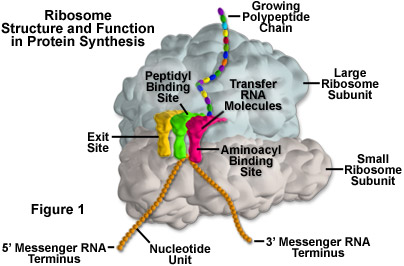 Ribosome Assembling a Protein